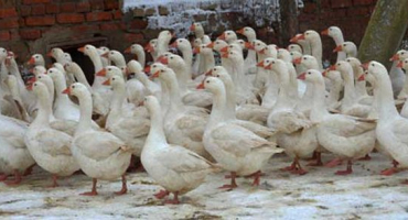 Jaká plemena hus je nejlepší chovat doma?